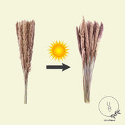 UnivBase® 35 Dried Pampas Grass Stems - Natural, Long-Lasting, Premium Quality